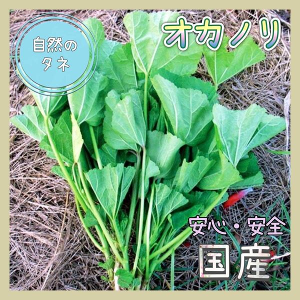 【国内育成・採取】 オカノリ 家庭菜園 種 野菜 ハーブ 葉物野菜