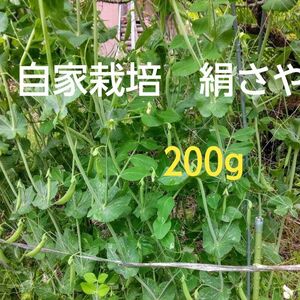 自家栽培　絹さや　200g