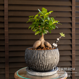 ..UPgaju maru. tree 7 number ceramics pot pick attaching decorative plant gaju maru many .. tree 0503BK1