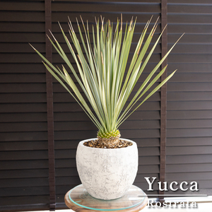  yucca Lost la-taRostrata small leaf ceramics pot stock .. decorative plant Driger ten0518WH1