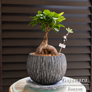 ..UPgaju maru. tree 5 number ceramics pot pick attaching decorative plant gaju maru many .. tree 0518BK1