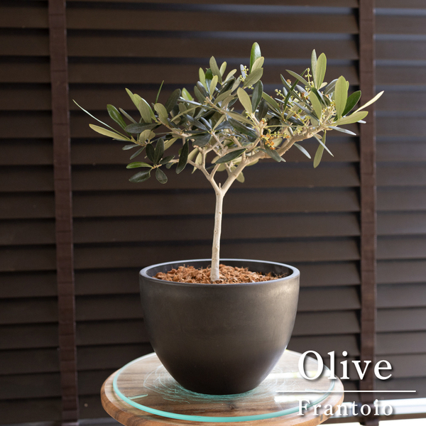 Olive オリーブの木 Frantoio 7号 樹脂鉢 フラントイオ オリーブ