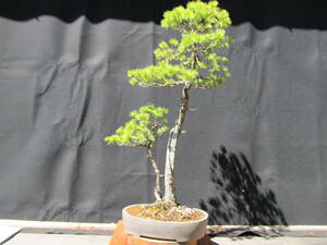 . leaf pine large 