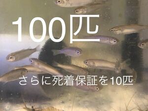 No39　小ボラ　100匹＋予備10匹　Sサイズ　近海魚　海水魚　生体　活餌　生餌　ボラ目ボラ科