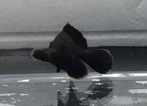 珍珍珍珍　トビハタ幼魚　SSサイズ　近海魚　海水魚　生体　ハタ科１属１種