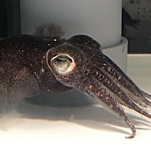 【現物】ミミイカ LLサイズ 近海魚 海水魚 生体 ダンゴイカ目ミミイカ属の画像1