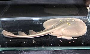 珍珍【現物】ウチワザメ　過去最少サイズ　Sサイズ　近海魚　海水魚　生体　トビエイ目ウチワザメ科