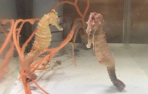 【現物】珍珍　近海産ワイルド天然ペア　クロウミウマ　近海魚　海水魚　生体　ヨウジウオ科タツノオトシゴ属