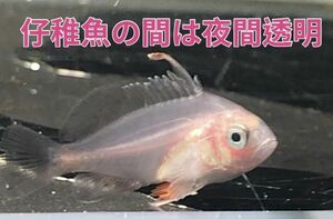 珍珍珍珍【現物】トビハタ仔稚魚　SSSサイズ　近海魚　海水魚　生体　ハタ科１属１種
