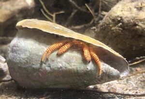 【3匹セット】ベニワモンヤドカリ　Sサイズ　近海魚　海水魚　生体　異尾下目ヤドカリ科ワモンヤドカリ属