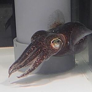 【現物】ミミイカ LLサイズ 近海魚 海水魚 生体 ダンゴイカ目ミミイカ属の画像4