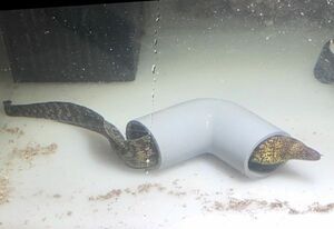 【現物】ウツボちゃん　MSサイズ　　近海魚　海水魚　生体　ウナギ目ウツボ科