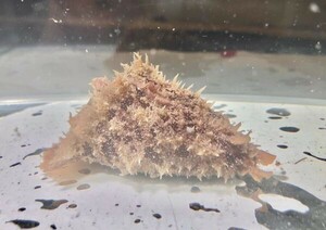 No18 タツナミガイ　Mサイズ　近海魚　海水魚　生体　シノアバクテリア対策　コケ対策　後鰓目タツナミガイ属　