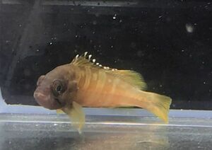 アカハタ　幼魚　Sサイズ　近海魚　海水魚　生体　スズキ目ハタ科アカハタ属