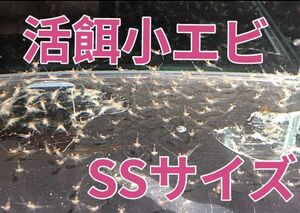 No2　活エサ用小エビ50匹＋予備5匹　SSサイズ　タツノオトシゴや幼魚用 近海魚　海水魚　生体　生餌　スジエビ属　