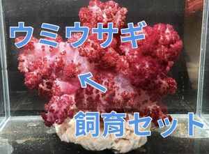 ..[ реальная (настоящая) вещь ] море. драгоценнный камень тонн rokkeboli2 шт &togetosaka( очень большой ) наблюдение комплект Takara gai.umi заяц gai... коралл чиджими tosaka.
