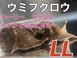 No11 ウミフクロウ　LLサイズ（BIG）　近海魚　海水魚　生体　カーリー、ヒラムシ、ヒドラ、等の寄生虫対策