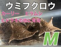 No10　ウミフクロウ　Mサイズ　近海魚　海水魚　生体　カーリー、ヒラムシ、ヒドラ、等の寄生虫対策_画像1