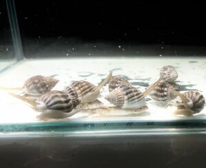 No20【10個セット】アラムシロ　近海魚　海水魚　生体　掃除貝　ムシロガイ科