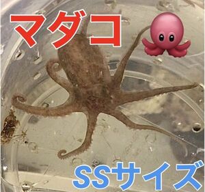 珍　マダコ　SSサイズ　　近海魚　海水魚　生体　タコ　軟体動物門　頭足網　タコ目