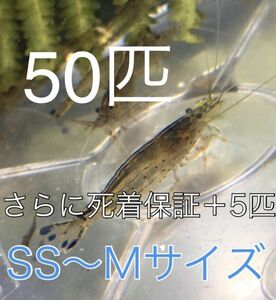 No36【50匹】＋予備保障5匹　ヤマトヌマエビ　SS～Mサイズ　淡水エビ　甲殻類　掃除　苔　22　