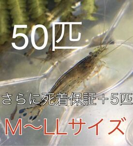 No81【50匹】＋予備保障５匹　ヤマトヌマエビ　M～LLサイズ　淡水エビ　甲殻類　掃除　苔　19　　