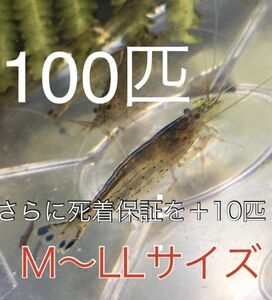 No91【100匹】＋予備保障10匹　ヤマトヌマエビ　M～LLサイズ　淡水エビ　甲殻類　掃除　苔　19　　