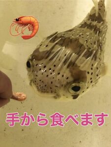 ハリセンボン（餌付け済み）　MLサイズ　近海魚　海水魚　生体　フグ目ハリセンボン科　　