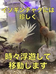 珍　ウスアカイソゴンチャク　近海魚　海水魚　生体　花虫綱六放サンゴ、ウスアカイソギンチャク科