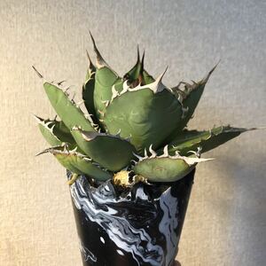 アガベ チタノタ オテロイ agave titanota oteroi ノーネーム　写真現品　鉢のまま発送　リメイク鉢　マーブリング