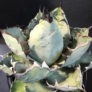 ブラックアンドブルー BB ブルーボール アガベ チタノタ black&blue 大株 写真現品 抜き苗発送 Agave titanota の画像8