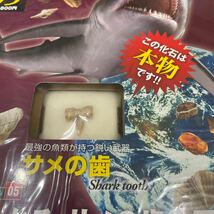 複　Y501. 4. 未開封 化石付き 月刊化石コレクション NO.05 地球と古生物のミステリー・ロマン　保管品　シュリンク付き　_画像2