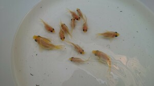 【シルク玉サバ】金魚 約10匹 約4cm〜6.5cm