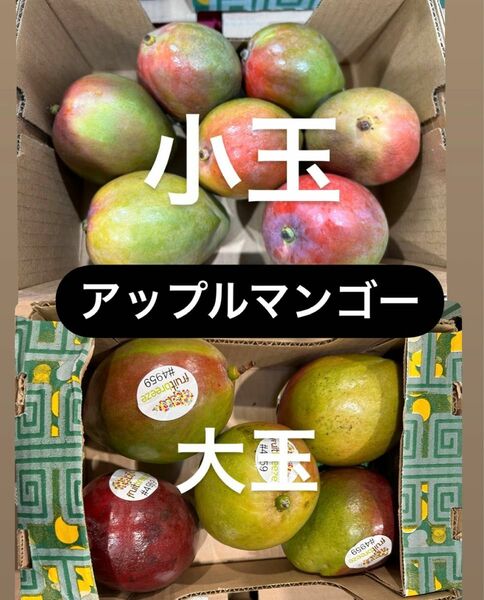 アップルマンゴー　大玉小玉　一箱づつ　食べ比べセット