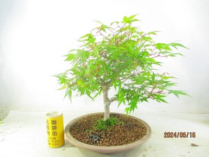 [. manner bonsai Ryuutsu ]momiji(51135 purple mud ellipse pot ) total height :40.* same packing is [ together transactions ] procedure strict observance *120 size * postage clear writing 