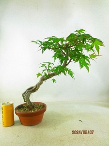 [. manner bonsai Ryuutsu ]momiji(5234 plant pot ) total height :44.* same packing is [ together transactions ] procedure strict observance *100 size * postage clear writing 