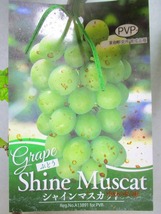 [野風苗木流通]シャインマスカット PVP証紙付(5478)全高：63㎝※同梱包は「まとめて取引」手続厳守※100サイズ＊送料明記　_画像2