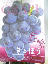 [野風苗木流通]ブドウの苗木 巨峰(5484)全高：65㎝※同梱包は「まとめて取引」手続厳守※100サイズ＊送料明記_画像2