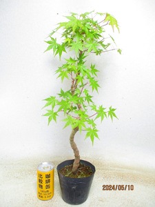 [. manner bonsai Ryuutsu ]momiji(5453) total height :58.* same packing is [ together transactions ] procedure strict observance *120 size * postage clear writing 