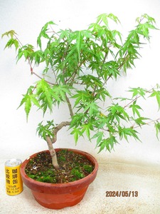 [. manner bonsai Ryuutsu ]momiji(5736 plant pot ) total height :53.* same packing is [ together transactions ] procedure strict observance *120 size * postage clear writing 