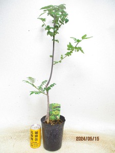 [. manner sapling Ryuutsu ] morning . zanthoxylum fruit (5911) total height :68.* same packing is [ together transactions ] procedure strict observance *100 size * postage clear writing 