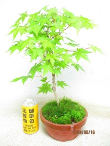 [. manner bonsai Ryuutsu ]momiji(51287 plant pot ) total height :42.* same packing is [ together transactions ] procedure strict observance *100 size * postage clear writing 