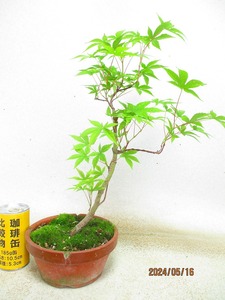 [. manner bonsai Ryuutsu ]momiji(51289 plant pot ) total height :42.* same packing is [ together transactions ] procedure strict observance *100 size * postage clear writing 