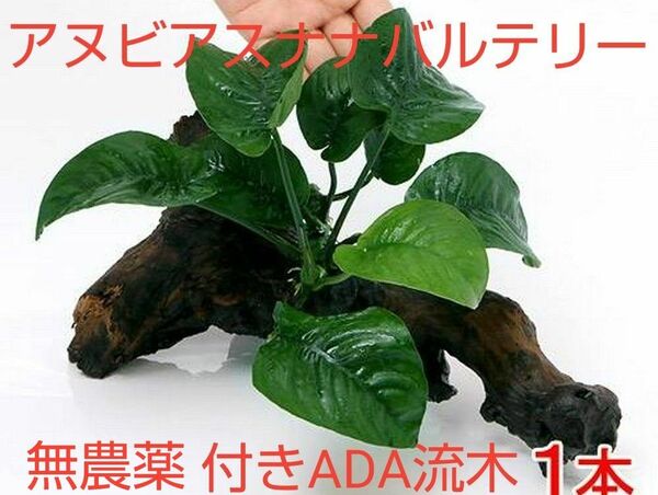 無農薬 アヌビアスナナバルテリー付きADA流木サイズXLです。