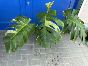 [veil plants]ja Ian to stock monstera borusi gear na mint Thai high quality direct import stock 