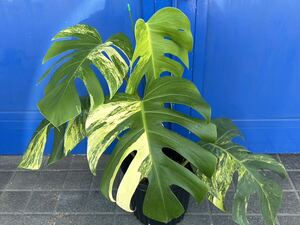 【veil plants】 モンステラ　ボルシギアナ　オーレア 斑入り Monstera borsigiana Aurea Variegata タイ直輸入ハイクオリティ株