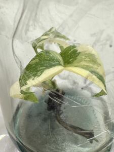 【veil plants】tissue culture monstera deliciosa creambrulee モンステラ　デリシオーサクリームブリュレ　タイ直輸入植物研究所株