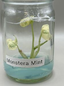 【veil plants】ハイクオリティ株tissue culture monstera deliciosa mintモンステラ　デリシオーサ ミントタイ植物研究所直送