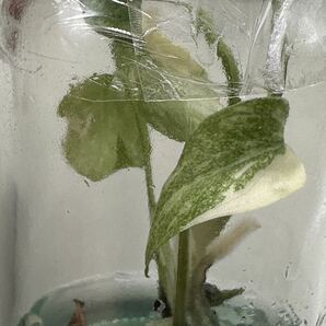 【veil plants】ハイクオリティ培養株 モンステラ デリシオサ プラチナム タイ直輸入植物研究所株の画像2