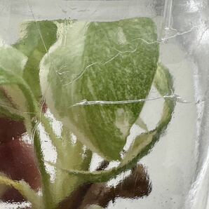 【veil plants】ハイクオリティ培養株 モンステラ デリシオサ プラチナム タイ直輸入植物研究所株②の画像5